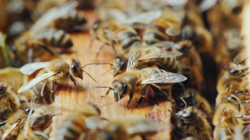 Honey Bees Could Become Vital Resource In Detecting Deadly Diseases Main Street Magazine