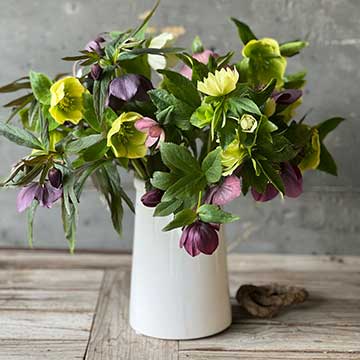 Expert Tips for Cutting, Conditioning and Arranging Dahlias