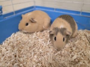 pet1