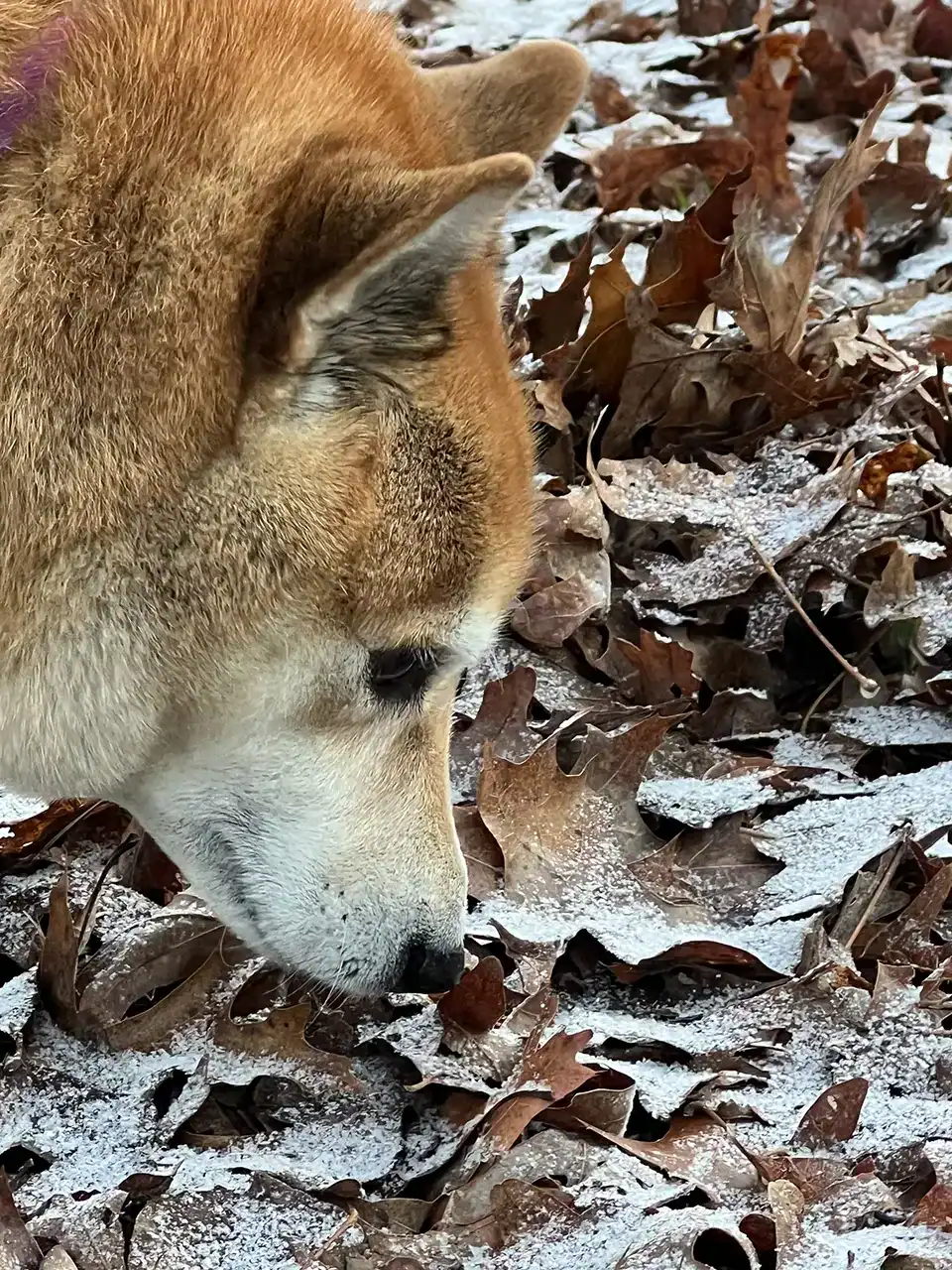 Bailey inspects snow 1
