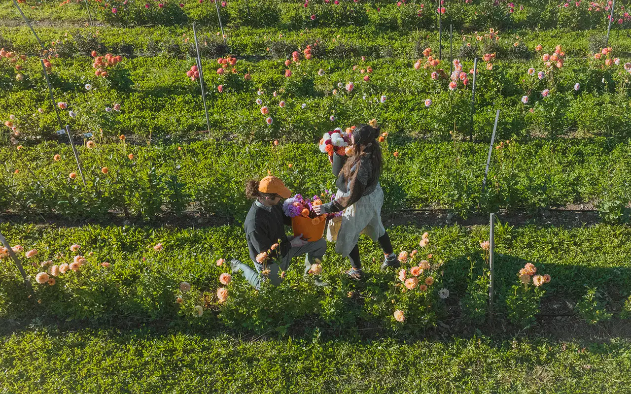 Harvesting Dahlias