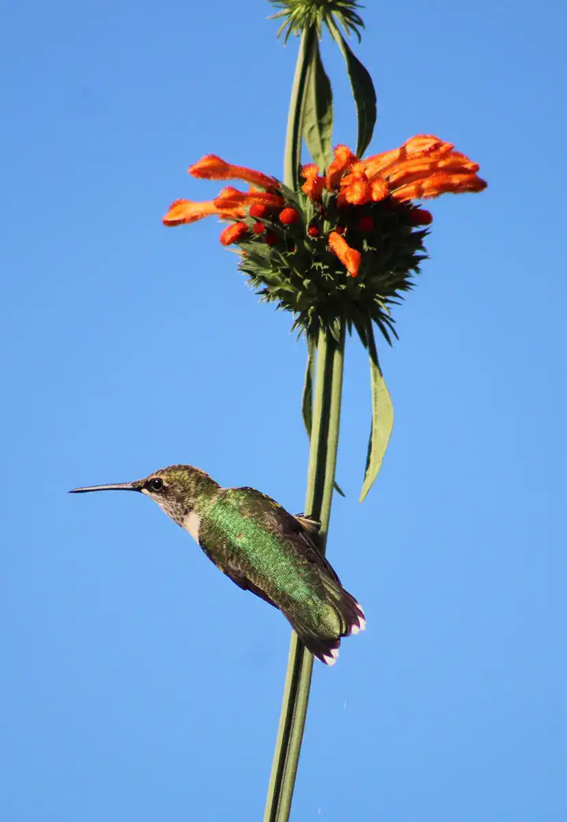 Humming Bird on Flower