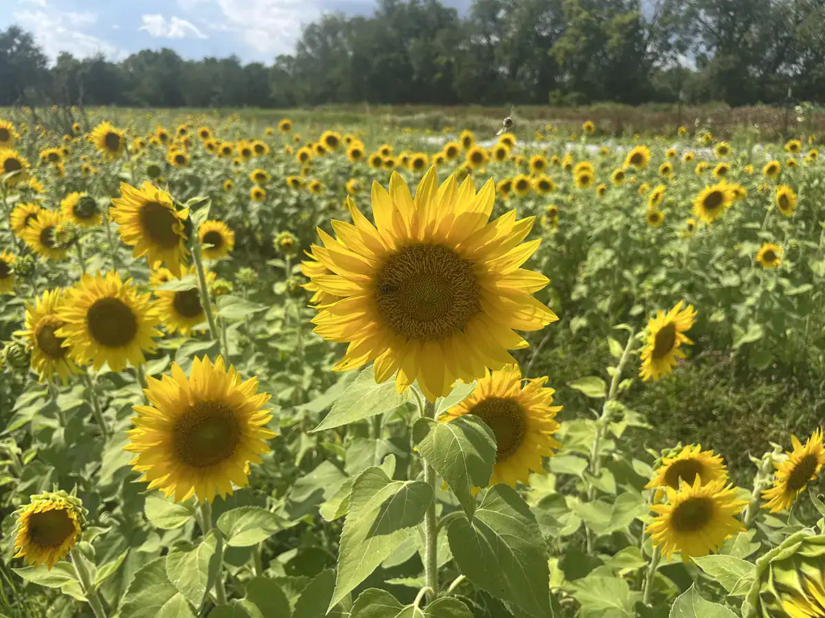 Sunfowers in field