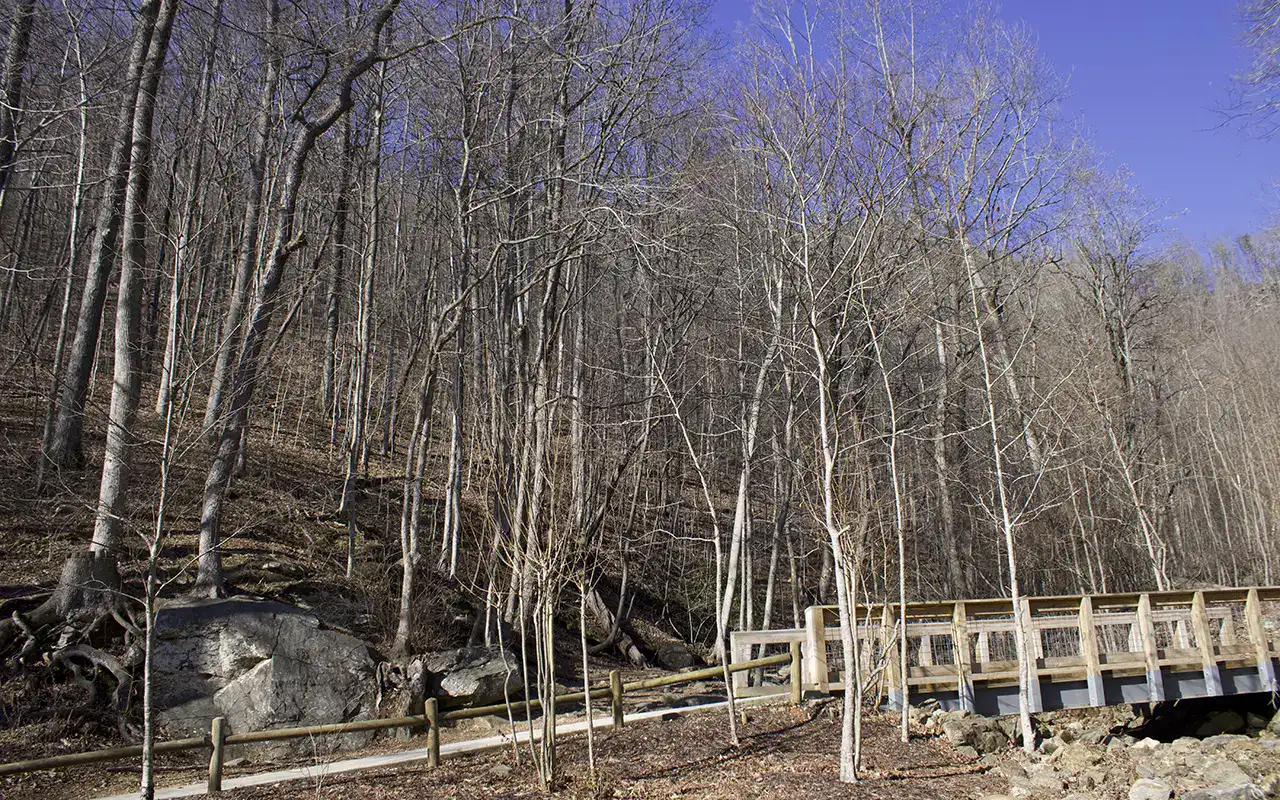 forest bathing in the Blue Ridges-1