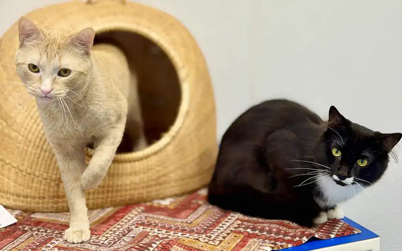 Noodle & Whisper9